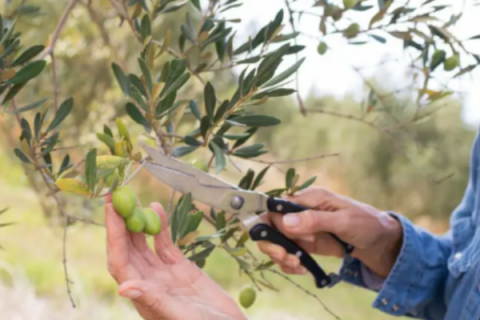 Olive Grove – Olive Mill