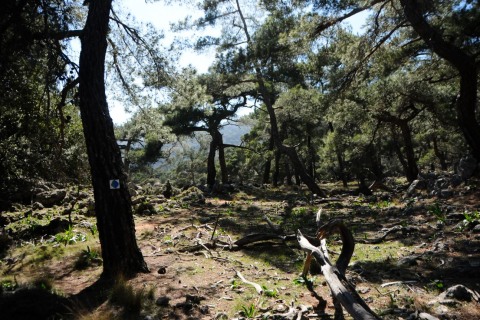Kroustas forest park hiking tour